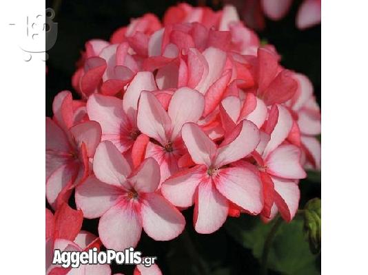 PoulaTo: 15 Σπανιοι Σποροι - Γερανι Maverick Appleblossom
