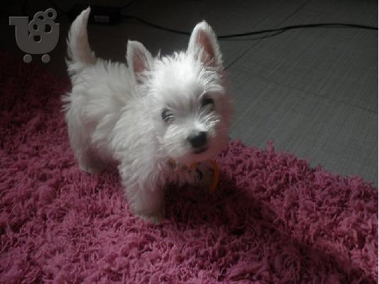 PoulaTo: West highlant terrier