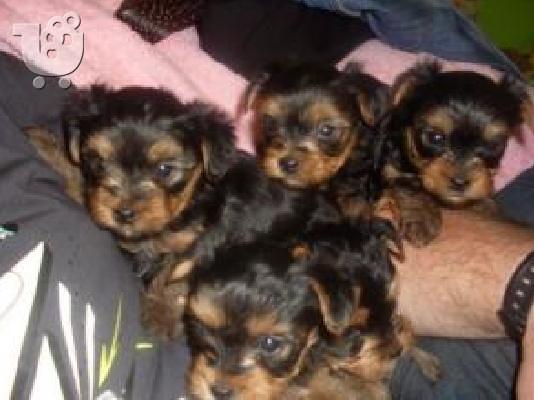 PoulaTo: Yorkshire terrier 