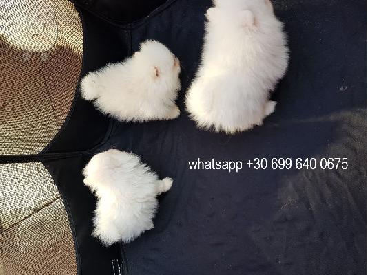 PoulaTo: pom puppies for adoption