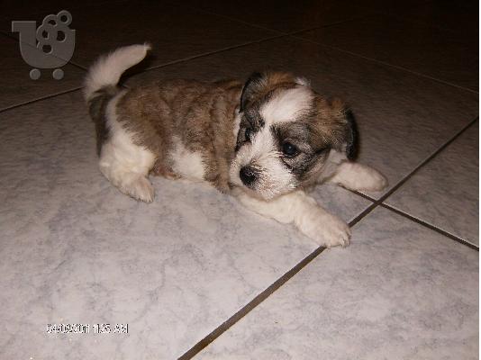 Maltese-Coton de tulear 