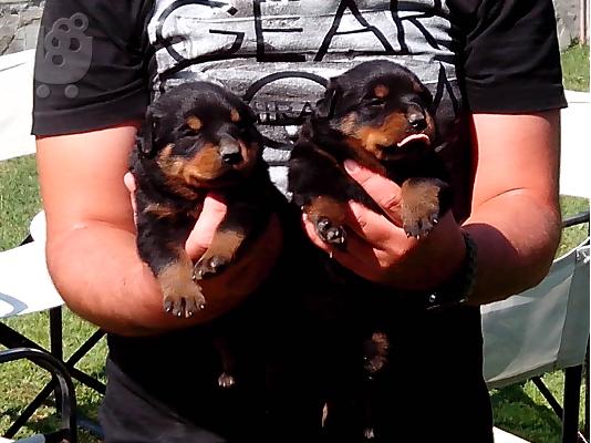 PoulaTo: Πωλουνται καθαροαιμα Κουταβια rottweiler