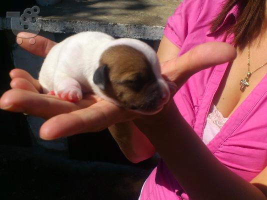 jack russel