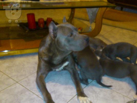 PoulaTo: blue pitbull