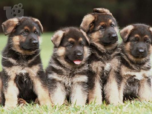 PoulaTo: German Shepherd καθαροαιμα και υιγιεστατα κουταβια στις καλυτερες τιμες 6979314054