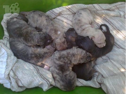 PoulaTo: ΠΡΟΣΦΟΡΑ!!!!!!!!!Πανεμορφα Pit Bull