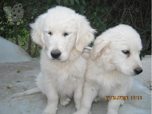 PoulaTo: πωλουνται αυθεντικα golden retriever Χρυσός Θηραματοφόρος