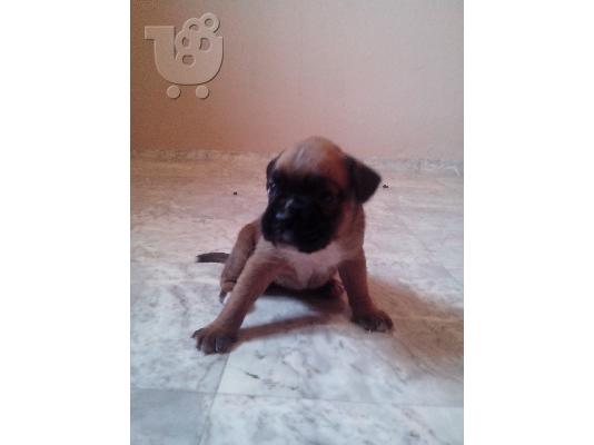 koutavia boxer