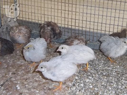 PoulaTo: poulaw ortukia neossoi ayga ortukiwn gia ekollapsi kai gia katanalwsi...ΤΙΜΗ ΕΥΚΑΙΡΙΑΣ