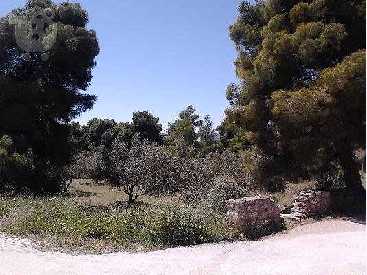 PoulaTo: ΑΓΙΟΣ ΚΩΝΣΤΑΝΤΙΝΟΣ Καμάριζα, οικόπεδο 1.250 τ.μ εντός σχεδίου