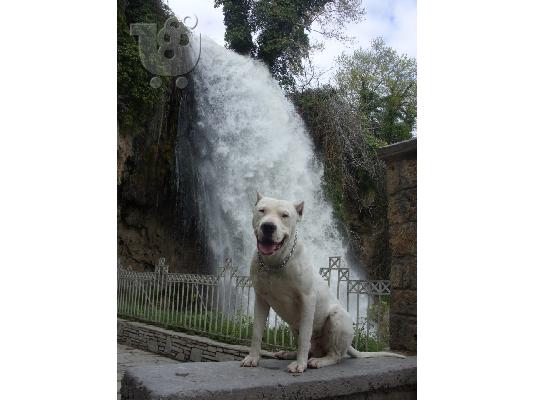 Polounte koutavia Dogo Argentino