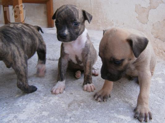 pit bull