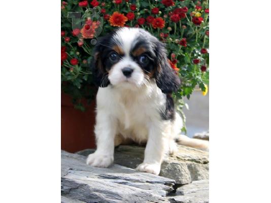 PoulaTo: Τέλεια κουτάβια Cavalier King Charles Spaniel προς πώληση