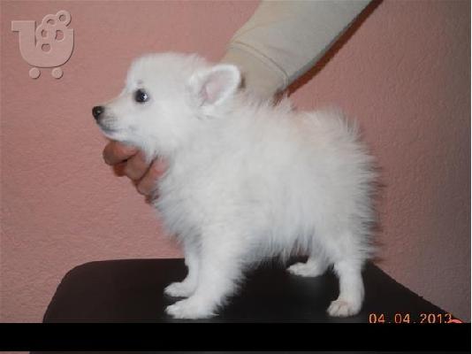 PoulaTo: SPITZ