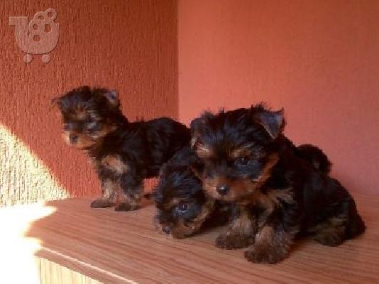 PoulaTo: YORKSHIRE TERRIER
