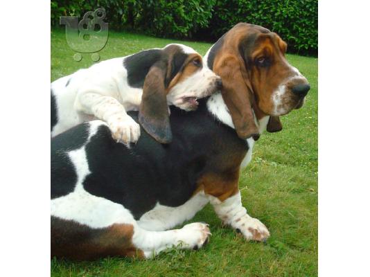 PoulaTo: BASSET HOUND