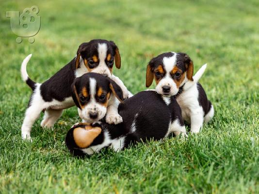 PoulaTo: κουτάβια ράτσα BEAGLE-