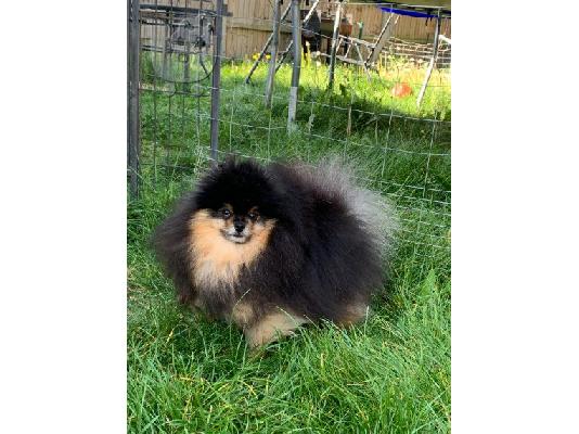 Pomerania puppy