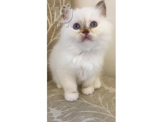 PoulaTo: birman x ragdoll