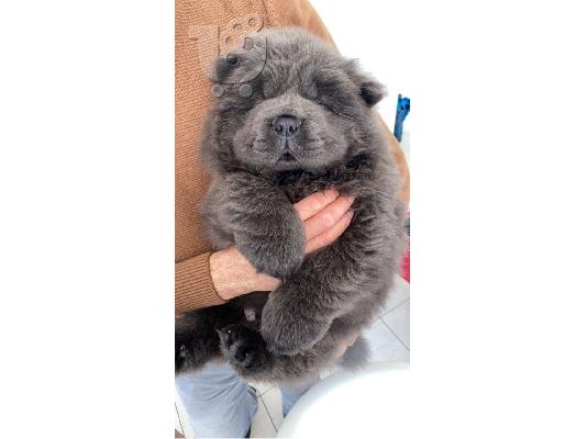 Αξιολάτρευτα κουτάβια Chow Chow