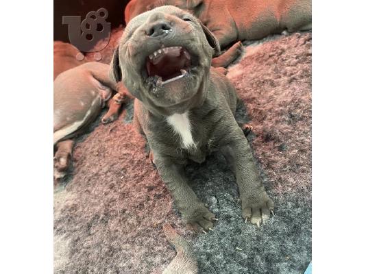 Όμορφο μπλε Staffordshire Bull Terrier