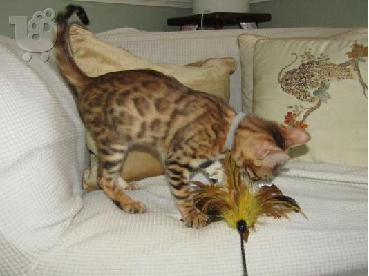 υπέροχα γατάκια BENGAl