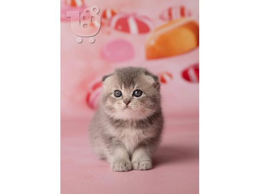 Beautiful Scottish Fold & British Kratite me preko (whatsapp 32460219218) ili (viber 2...