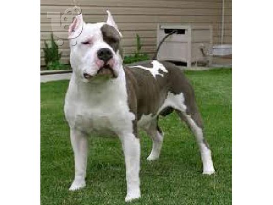 zitite koytabaki husky-alaskan malamute-doberman-kangal-american pitbull terrier...