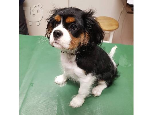 PoulaTo: Κουτάβια Cavalier King Charles