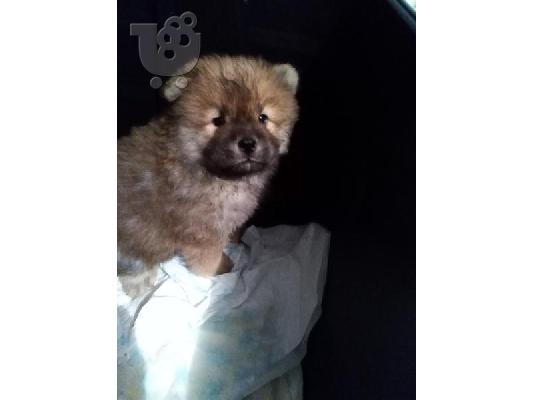 PoulaTo: Όμορφα αγόρια και κορίτσια κουτάβι chow chow chow ...