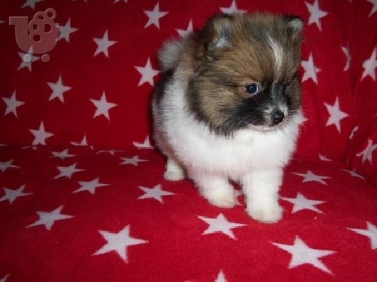 T-κύπελλο Καν. AKC κουτάβια Pomeranian προς Πώληση