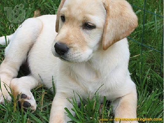 LABRADOR PUPPIES