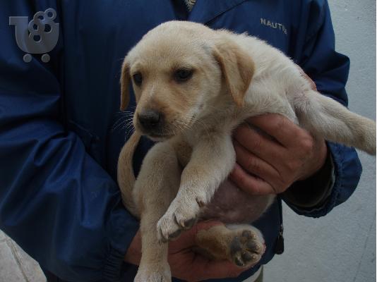 ΛΑΜΠΡΑΝΤΟΡ/RETRIEVER ΚΟΥΤΑΒΑΚΙΑ ΧΑΡΙΖΟΝΤΑΙ