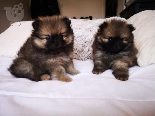 PoulaTo: X μάζα τσαγιού Pomeranian κουτάβια
