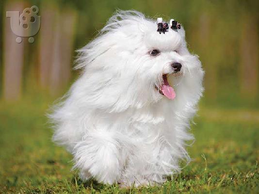 Αρσενικά και θηλυκά κουτάβια Kc Maltese 10 εβδομάδων