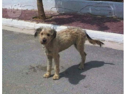 PoulaTo: ΓΚΡΙΦΟΝΙΤΣΑ ΗΜΙΑΙΜΗ ΧΑΡΙΖΕΤΑΙ