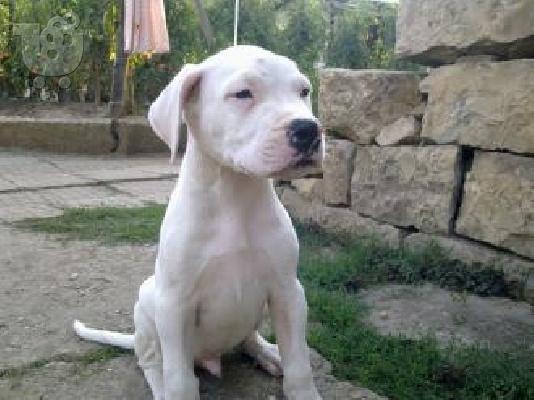 PoulaTo: DOGO ARGENTINO