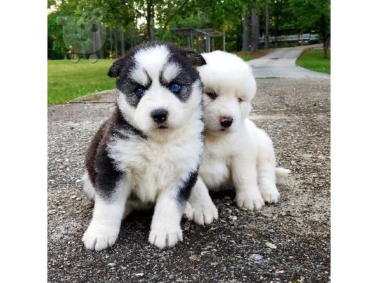 PoulaTo: Siberian Husky Puppies Available