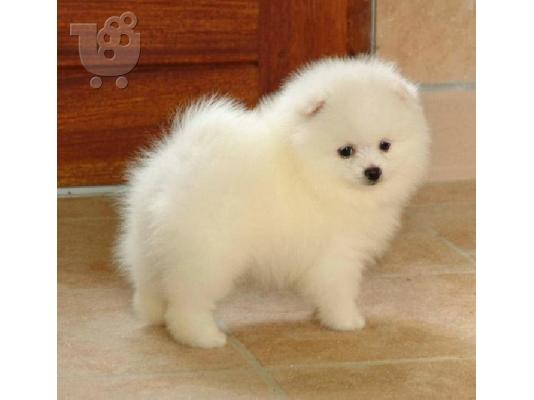 PoulaTo: Pomeranian κουτάβι