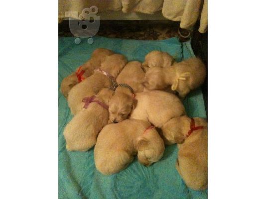 Golden Retriever καθαρόαιμα κουτάβια πωλούνται!