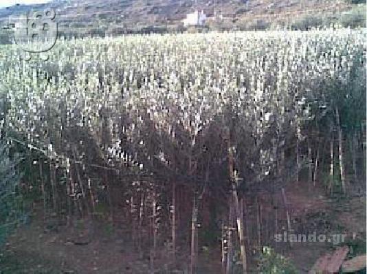 PoulaTo: ΠΩΛΗΣΗ ΕΛΑΙΟΔΕΝΤΡΩΝ