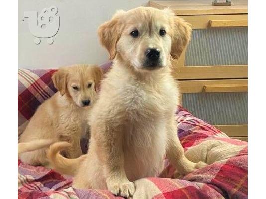Πωλείται κουτάβι Golden Retriever