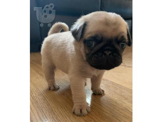 PoulaTo: Εκπληκτικά ποιοτικά συμπαγή μπλε Pugs έτοιμα τώρα