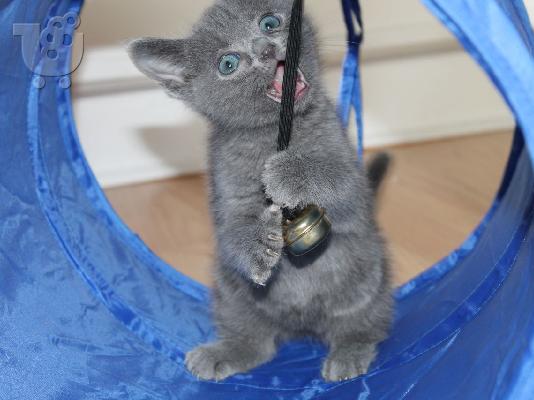 PoulaTo: Zadivljujući muški i ženski Pure Russian Blue mačići