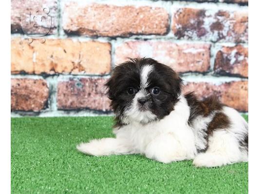 αγαπώντας Shih tzu έτοιμο για υιοθέτηση.