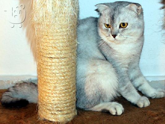 Μοναδικό αρσενικό Scottish Fold