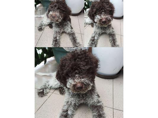 Lagotto Romagnolo κουτάβια προς πώληση