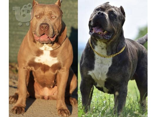 XL American Bully κουτάβια