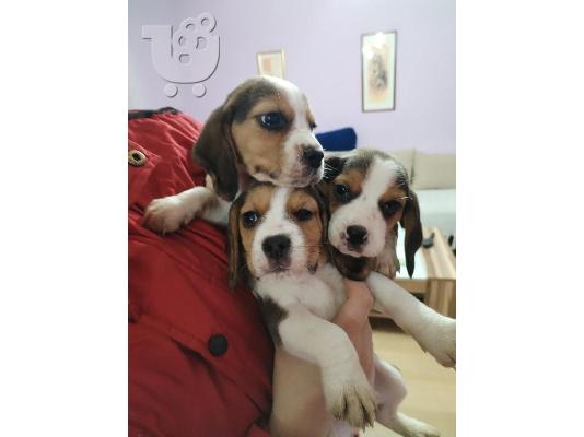 Κουτάβια Beagle προς πώληση