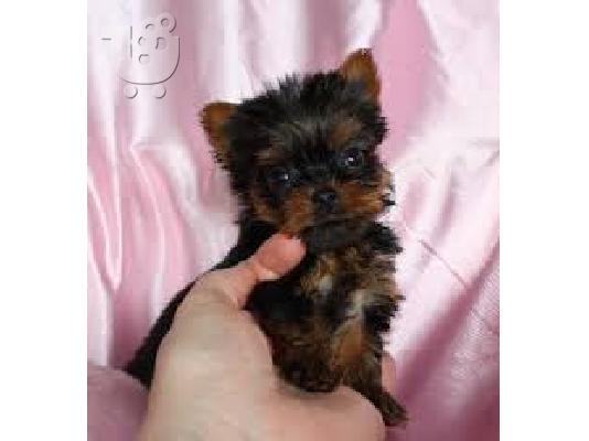Υπέροχες κουτάβια Yorkie